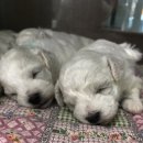 뷰티 앤 도그쇼 이미지