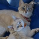 와이즈24시동물병원
