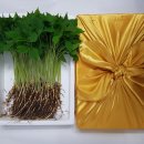 정선영농장 이미지