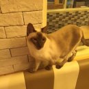 흑석24시동물병원 이미지