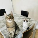 강아지세상 고양이세상 이미지