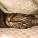 황해수육(진평점) 이미지