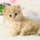 가풍농장 이미지