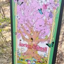 석촌공원길 | 오늘 석촌호수 벚꽃 축제 성내천 벚꽃길 봄이왔다