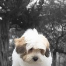 꽃몽드드