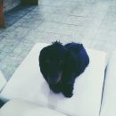 써니애견 이미지