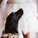 양이멍이 이미지