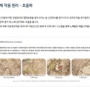 비비파이