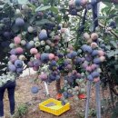 상면농장 이미지