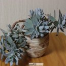 Pachyveria exotica (유통명 : 서리의아침, 상조) 이미지