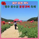 용수골농장 | 원주 용수골 꽃양귀비 축제 포토 스팟! (부모님과 함께 주말여행)