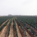 첫구지해수욕장 네이버블로그