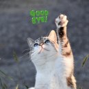 고양이 발바닥 이미지