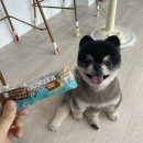 보드레 애견미용실 이미지