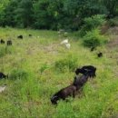 이천흑염소 이미지