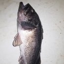 화성락실내바다낚시터 이미지