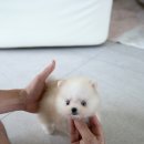 바닐라 퍼피 이미지