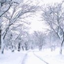 샹송 Tombe La Neige 연주곡 "눈이 나리네~♬" 비교 감상하기 이미지