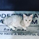 카페온니 이미지