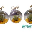 꼼지꼼지화원 이미지