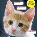 고양이집사 이미지