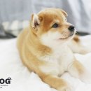 시바견분양.kr 이미지