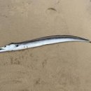 갈치 효능 제철 단백질 영양성분 갈치구이 칼로리 이미지