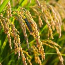 충주시농협쌀조합공동사업법인 이미지