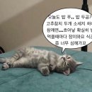 닭이봉춘천닭갈비 이미지