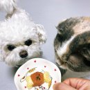 큣페이스 이미지