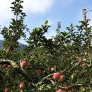 제천황기명태영월점 | 영월에서 찾은 맛있는 명태조림 '제천황기명태' 영월점