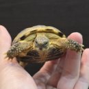 (주)거북 | 파워탱크 호스필드 육지거북 초극대량 입고되었습니다 :)