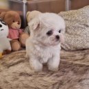 러브독펫살롱 | 부천펫샵, 우리 아이 평생 행복 찾기 위한 첫걸음