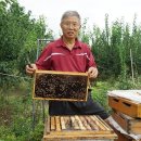 [핫클립] 꿀벌의 수호자로 살아가는 검사출신 변호사 / YTN 사이언스 이미지