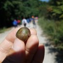 머루다래 이미지