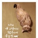 나와고양이 이미지