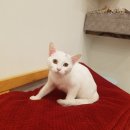 그루동물병원 이미지