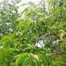 청정 벌꿀 이미지