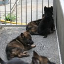 셰퍼트 분양 이미지