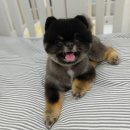 거창하개