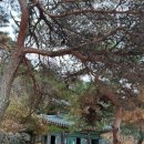 만어사 | 12월, 밀양 만어사 후기/밀양 가볼만한곳 밀양 절 추천