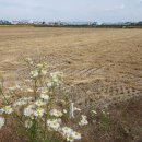 당거리농장 이미지