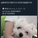 고고마 이미지