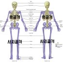 인체의 신비 조립, 뼈 206, 근육700, 5장 6부 탁구로 합체, ﻿까치탁구 동호회 이미지