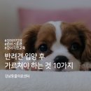 강남동물의료센터 | 용인동천동 강남동물의료센터 반려견 입양 후 가르쳐야하는 것 10가지