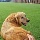 레오나르독 이미지