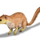 포유덴탈 이미지