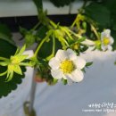 두솔농장 이미지