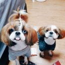 개네엄마 이미지