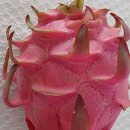 dragon fruit (용과) 이미지